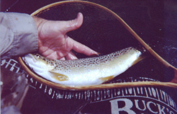 nettingbrown.jpg